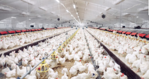 Read more about the article POULTRY FARM WORKER OFFER